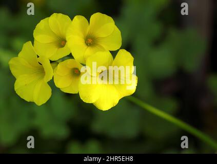 Frühling. Oxalidaceae. Gelber Holzsorrel – Oxalis pes-caprae in Blüte. Auch bekannt als Yellow Shamrock oder Florida Buttercup (USA) Frühling - Portugal Stockfoto