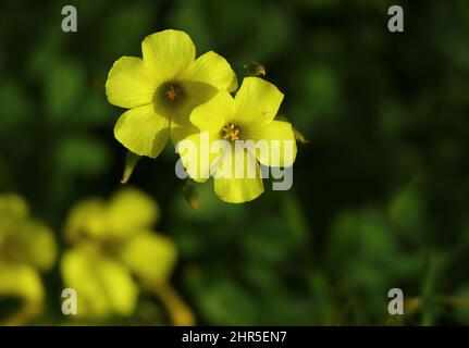 Frühling. Oxalidaceae. Gelber Holzsorrel – Oxalis pes-caprae in Blüte. Auch bekannt als Yellow Shamrock oder Florida Buttercup (USA) Frühling - Portugal Stockfoto