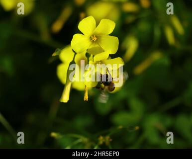 Oxalidaceae. Gelbholzsorrel - Oxalis pes-caprae in Blüte mit Bienen sammeln Pollen. Auch bekannt als Yellow Shamrock oder Florida Buttercup (USA) Stockfoto