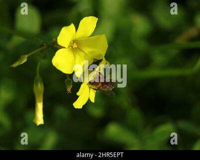 Oxalidaceae. Gelbholzsorrel - Oxalis pes-caprae in Blüte mit Bienen sammeln Pollen. Auch bekannt als Yellow Shamrock oder Florida Buttercup (USA) Stockfoto