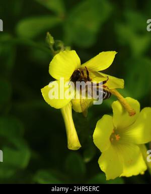 Oxalidaceae. Gelbholzsorrel - Oxalis pes-caprae in Blüte mit Bienen sammeln Pollen. Auch bekannt als Yellow Shamrock oder Florida Buttercup (USA) Stockfoto