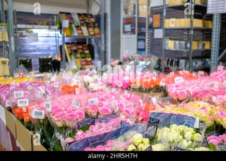 Moskau. Russland. 20. Februar 2022. Viele rosa Rosen in einem Großhandel Blumenladen. Selektiver Fokus. Frische Blumen zum Internationalen Frauentag 8. März. Stockfoto