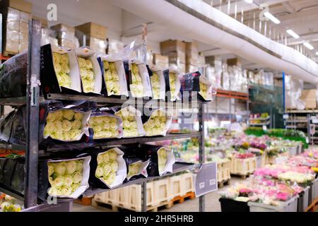 Moskau. Russland. 20. Februar 2022. Viele gelbe Rosen in Paketen liegen auf einem Regal in einem Großhandels-Blumengeschäft. Selektiver Fokus. Blumen zum Internationalen Frauentag 8. März. Stockfoto