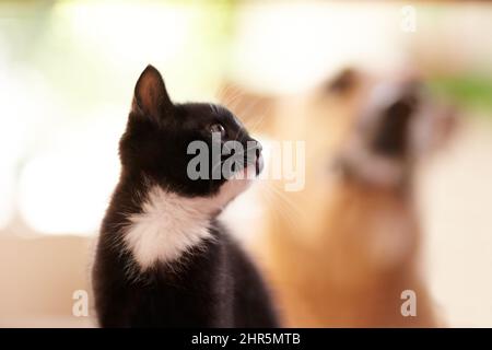 Hat jemand etwas gehört. Eine Aufnahme eines niedlichen Kätzchens mit einem Hund, der im Hintergrund verschwommen ist. Stockfoto