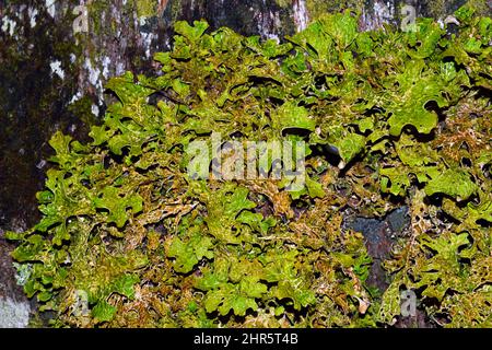 Lobaria pulmonaria (Baumlungwort) ist eine große epiphytische Flechte, die gewöhnlich auf der Rinde von Laubbäumen in alten Wäldern wächst. Stockfoto