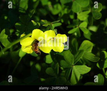 Oxalidaceae. Gelbholzsorrel - Oxalis pes-caprae in Blüte mit Bienen sammeln Pollen. Auch bekannt als Yellow Shamrock oder Florida Buttercup (USA) Stockfoto