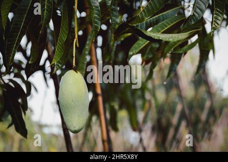 Nahaufnahme von rohen grünen Mangofrüchten, die an einem Ast hängen. Stockfoto