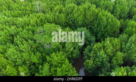 Blick von der Spitze des grünen Mangrovenwaldes, Aceh, Indonesien Stockfoto