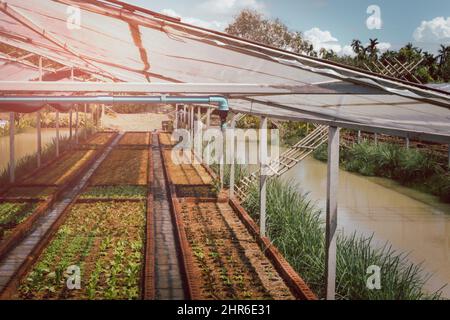 Water springer auf Bio-Gemüsefarm im Freien, Hydrokultur Gemüse Stockfoto
