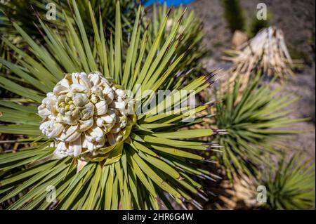 Blühende Blüte einer Yucca brevifolia im Joshua Tree National Park in Kalifornien, USA Stockfoto