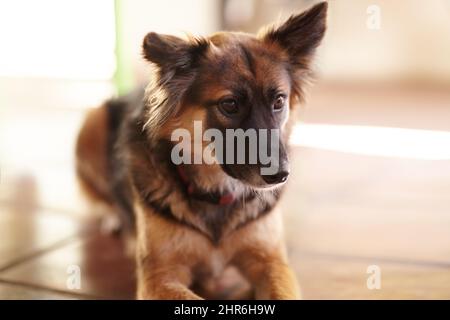 Hat jemand hier ein Miau gehört. Aufnahme eines Hundes, der auf dem Boden sitzt und neugierig aus dem Rahmen schaut. Stockfoto