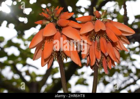 Korallenbaum und Erythrina Corallodendron Stockfoto