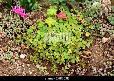 Kleine Glückspflanze oder Oxalis tetraphylla oder Eisenkreuz Blume oder Eisenkreuz oxalis oder Rote Blumen oder Blattpflanze bulbous mehrjährige Pflanze wächst Stockfoto