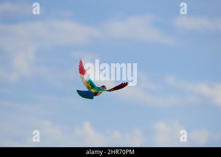 Bunte Vögel fliegen mit dem Wind Stockfoto