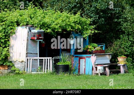 Winziger Gartenschuppen, der in einen rustikalen städtischen Gartenrefugium umgewandelt wurde, gefüllt mit Retro-Vintage-Elementen von ungewöhnlich geformter Holzbank bis zu verschiedenen Farben Stockfoto