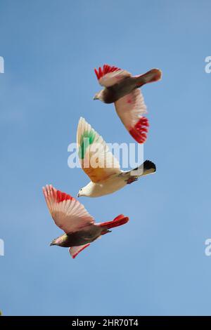 Bunte Vögel fliegen mit dem Wind Stockfoto