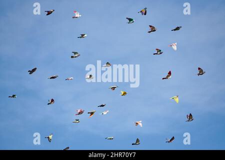 Bunte Vögel fliegen mit dem Wind Stockfoto