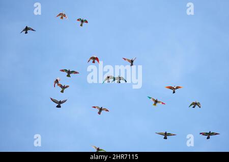 Bunte Vögel fliegen mit dem Wind Stockfoto