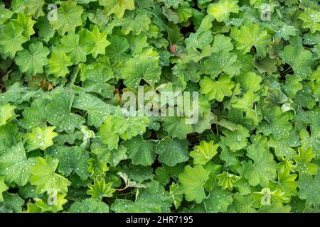 Dichter Teppich aus jungen grünen Blättern manjetka, alchemilla vulgaris, nach dem Gießen Stockfoto
