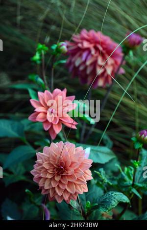 Dahlia American Dawn, Lachs rosa Pfirsich Aprikosen Blumen, Blüte, Blume, Garten, Gärten, floral, RM Floral Stockfoto