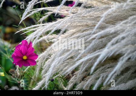 Cosmos bipinnatus Sensation, weiße Wolke, Federn, Graswolke, Gras, Gräser, stipa, Miscanthus, krautige Grenze, Herbst im Garten, gemischtes Bett, gemischtes Borde Stockfoto