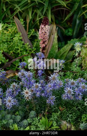 eryngium planum, blauer Seeteule, blaue Blumen, Eucomis comosa, funkelnder Burgund, Ananaslilie, Racemes, Raceme, rot-violett, Blattbrakt, Hochblätter, Blume, Flo Stockfoto