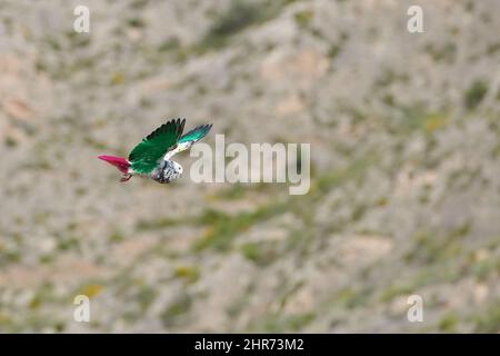 Bunte Vögel fliegen mit dem Wind Stockfoto