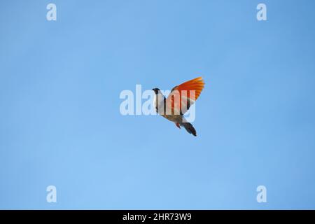 Bunte Vögel fliegen mit dem Wind Stockfoto