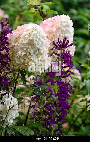 Lobelia x speciosa Hadspen Purple, Hortensia paniculata, weiße und violette Blüten, Blume, Blüte, Lobelien und Hortensien, Lobelien und Hortensien, Perennien Stockfoto