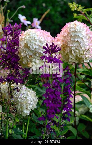 Lobelia x speciosa Hadspen Purple, Hortensia paniculata, weiße und violette Blüten, Blume, Blüte, Lobelien und Hortensien, Lobelien und Hortensien, Perennien Stockfoto