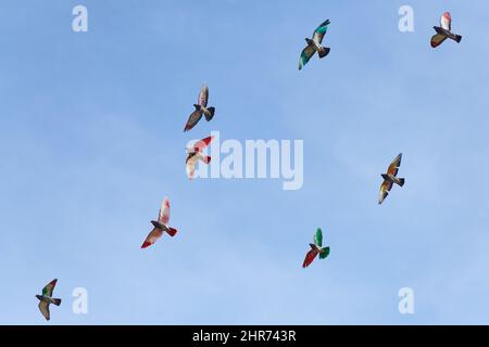 Bunte Vögel fliegen mit dem Wind Stockfoto