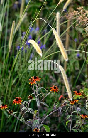 Pennisetum Alopecuroides, chinesisches Brunnengras, Gras, Gräser, Rudbeckia triloba Prärieglühen, verbrannte orange gelbe Blüten, rot-gelbe Gänseblümchen-ähnliche Blumen Stockfoto