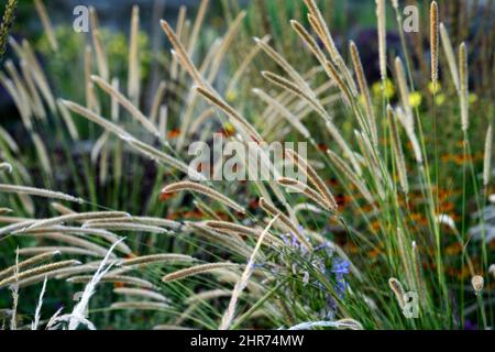 pennisetum, weiße Wolke, Federn, Graswolke, Gras, Gräser, stipa, Miscanthus, krautige Grenze, Herbst im Garten, gemischtes Bett, gemischter Rand, dichte Bepflanzung Stockfoto