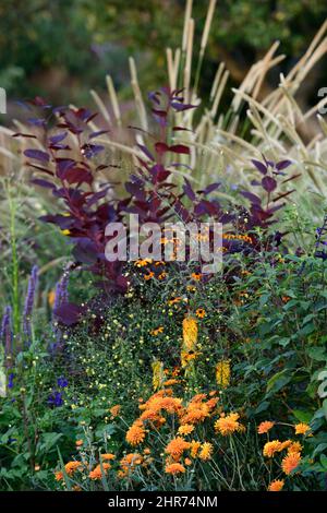 Orange Chrysantheme, Rudbeckia triloba, Cotinus coggygria Royal purple, Rauchbusch, Saatköpfe, Samenköpfe, Samenköpfe, stipa, Miscanthus, Grasfahne, Federn, Stockfoto