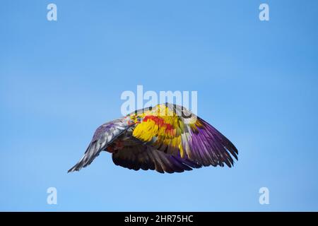 Bunte Vögel fliegen mit dem Wind Stockfoto
