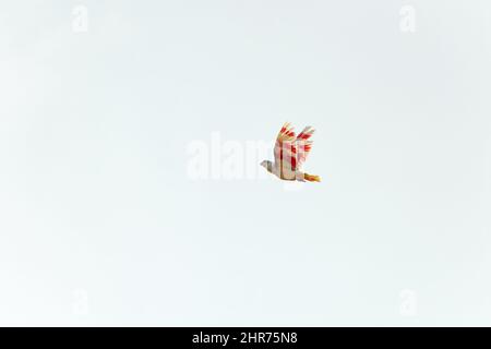 Bunte Vögel fliegen mit dem Wind Stockfoto