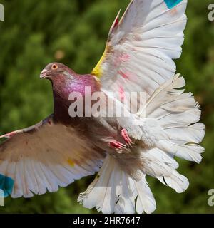 Bunte Vögel fliegen mit dem Wind Stockfoto