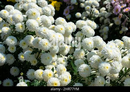 Weiße Chrysanthemum morifolium Blume mit Blättern Stockfoto
