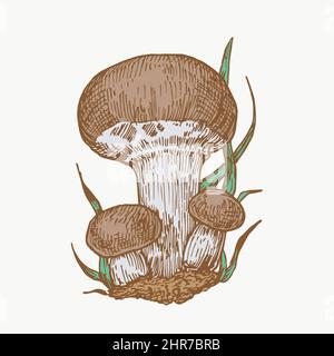 Handgezeichnete Champignons Pilze Abstrakte Farbdarstellung. Pilz Gruppe Gravierte Vektor Zeichnung. Isoliert Stock Vektor