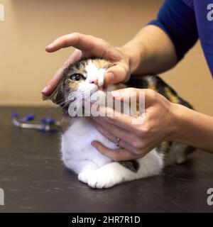 Öffnen Sie sich weit und sagen Sie mir. Nahaufnahme einer Katze, die von einem Tierarzt untersucht wird. Stockfoto