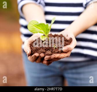 An wertvollen Ressourcen festhalten. Beschnittene Ansicht einer womanampamp039s Hände, die einen Sämling und etwas Schmutz halten. Stockfoto