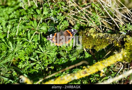 Brighton UK 25. February 2022 - Ein Rotadmiral-Schmetterling (Vanessa atalanta) sonnendurchflutet am Fluss Cuckmere in der Nähe von Alfriston , Sussex an einem schönen sonnigen Tag mit einer eher ruhigen Wettervorhersage für die nächsten Tage : Credit Simon Dack / Alamy Live News Stockfoto