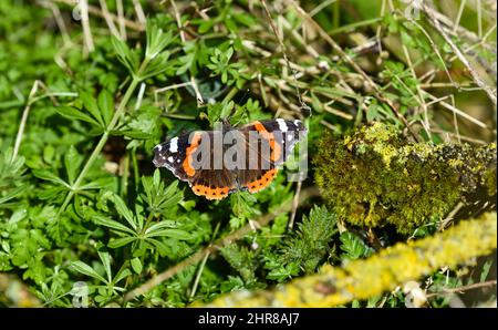 Brighton UK 25. February 2022 - Ein Rotadmiral-Schmetterling (Vanessa atalanta) sonnendurchflutet am Fluss Cuckmere in der Nähe von Alfriston , Sussex an einem schönen sonnigen Tag mit einer eher ruhigen Wettervorhersage für die nächsten Tage : Credit Simon Dack / Alamy Live News Stockfoto