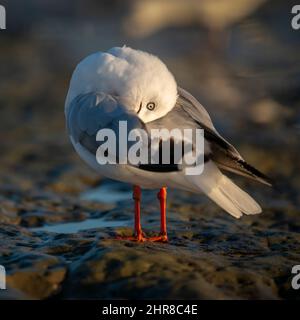 Möwe, die ihre Federn bei Sonnenaufgang putzt, vertikales Format. Stockfoto