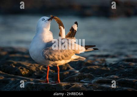 Möwe, die bei Sonnenaufgang ihre Flügelfedern aufreibt Stockfoto