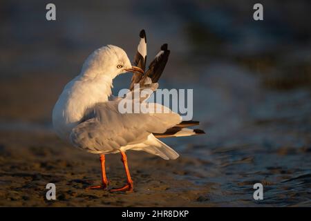 Möwe, die bei Sonnenaufgang ihre Federn aufreibt Stockfoto