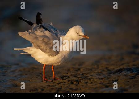 Eine weiße Möwe schüttelt bei Sonnenaufgang kräftig ihre Flügelfedern Stockfoto
