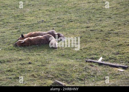Pentland, Schottland. VEREINIGTES KÖNIGREICH. 25.. Februar 2022. Wetter in Pentland nach einem sonnigen Tag. Schottland. Im Bild: Füchse, die vom Gras auf dem Feld liegen. Pic Credit: Pako Mera/Alamy Live News Stockfoto