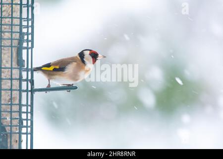 Goldfinch auf Futterhäuschen gefüllt mit Sonnenblumenkernen in fallendem Schnee mit Copyspace - Schottland, Großbritannien Stockfoto