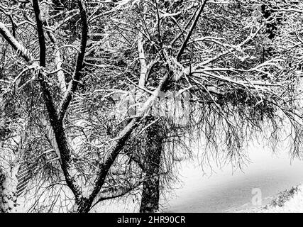 Schnee auf dem Boden und Bäume im Katri Vala Park, Helsinki, Finnland. Graustufen. Stockfoto